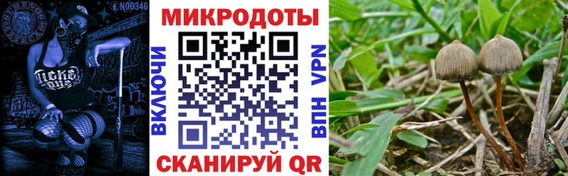 Галлюциногенные грибы Psilocybine cubensis  Мичуринск 